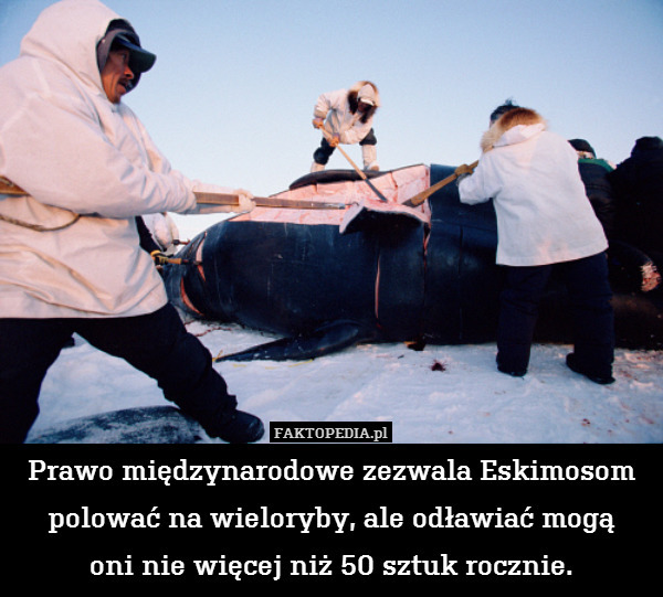 Prawo międzynarodowe zezwala Eskimosom polować na wieloryby, ale odławiać mogą
oni nie więcej niż 50 sztuk rocznie. 
