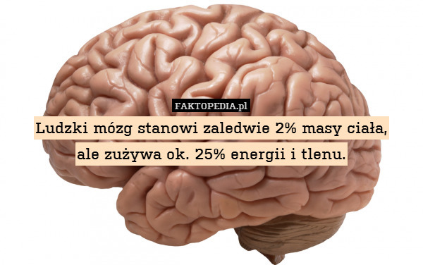 Ludzki mózg stanowi zaledwie 2% masy ciała,
ale zużywa ok. 25% energii i tlenu. 