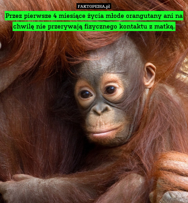 Przez pierwsze 4 miesiące życia młode orangutany ani na chwilę nie przerywają fizycznego kontaktu z matką. 