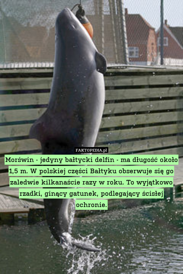 Morświn - jedyny bałtycki delfin - ma długość około 1,5 m. W polskiej części Bałtyku obserwuje się go zaledwie kilkanaście razy w roku. To wyjątkowo rzadki, ginący gatunek, podlegający ścisłej ochronie. 