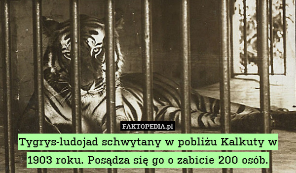 Tygrys-ludojad schwytany w pobliżu Kalkuty w 1903 roku. Posądza się go o zabicie 200 osób. 