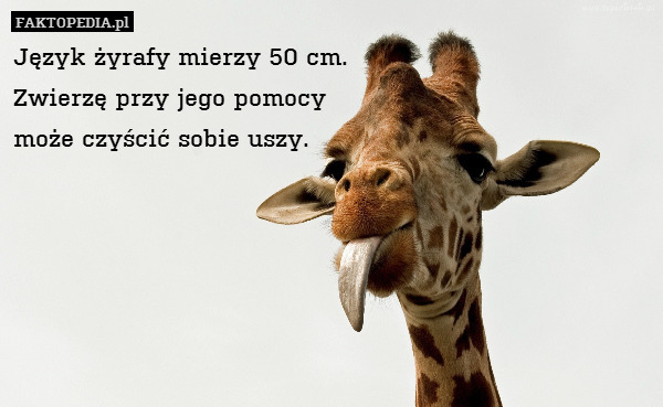 Język żyrafy mierzy 50 cm.
Zwierzę przy jego pomocy
może czyścić sobie uszy. 