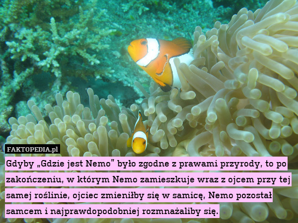 Gdyby „Gdzie jest Nemo” było zgodne z prawami przyrody, to po zakończeniu, w którym Nemo zamieszkuje wraz z ojcem przy tej samej roślinie, ojciec zmieniłby się w samicę, Nemo pozostał samcem i najprawdopodobniej rozmnażaliby się. 