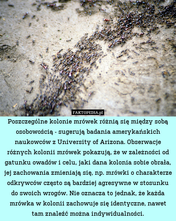Poszczególne kolonie mrówek różnią się między sobą osobowością - sugerują badania amerykańskich naukowców z University of Arizona. Obserwacje różnych kolonii mrówek pokazują, że w zależności od gatunku owadów i celu, jaki dana kolonia sobie obrała, jej zachowania zmieniają się, np. mrówki o charakterze odkrywców często są bardziej agresywne w stosunku do swoich wrogów. Nie oznacza to jednak, że każda mrówka w kolonii zachowuje się identyczne, nawet tam znaleźć można indywidualności. 