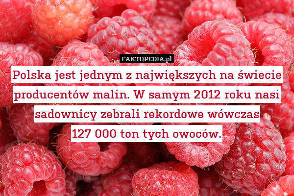 Polska jest jednym z największych na świecie producentów malin. W samym 2012 roku nasi sadownicy zebrali rekordowe wówczas
127 000 ton tych owoców. 