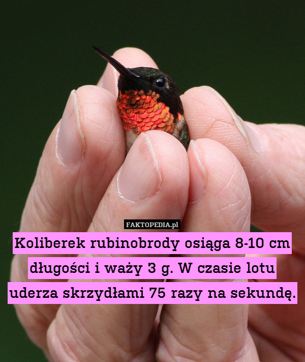 Koliberek rubinobrody osiąga 8-10 cm długości i waży 3 g. W czasie lotu uderza skrzydłami 75 razy na sekundę. 