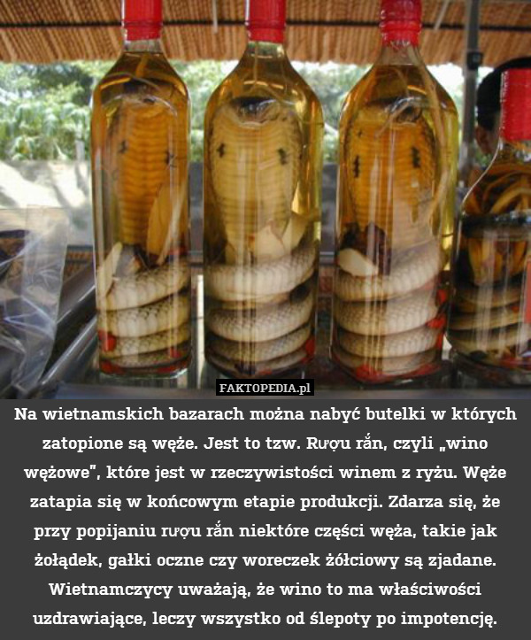 Na wietnamskich bazarach można nabyć butelki w których zatopione są węże. Jest to tzw. Rượu rắn, czyli „wino wężowe”, które jest w rzeczywistości winem z ryżu. Węże zatapia się w końcowym etapie produkcji. Zdarza się, że przy popijaniu rượu rắn niektóre części węża, takie jak żołądek, gałki oczne czy woreczek żółciowy są zjadane. Wietnamczycy uważają, że wino to ma właściwości uzdrawiające, leczy wszystko od ślepoty po impotencję. 