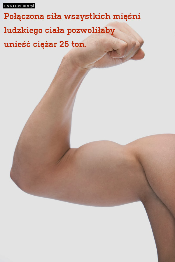 Połączona siła wszystkich mięśni
ludzkiego ciała pozwoliłaby
unieść ciężar 25 ton. 