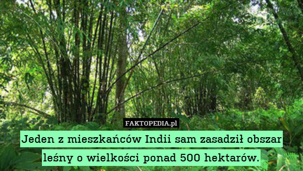Jeden z mieszkańców Indii sam zasadził obszar leśny o wielkości ponad 500 hektarów. 