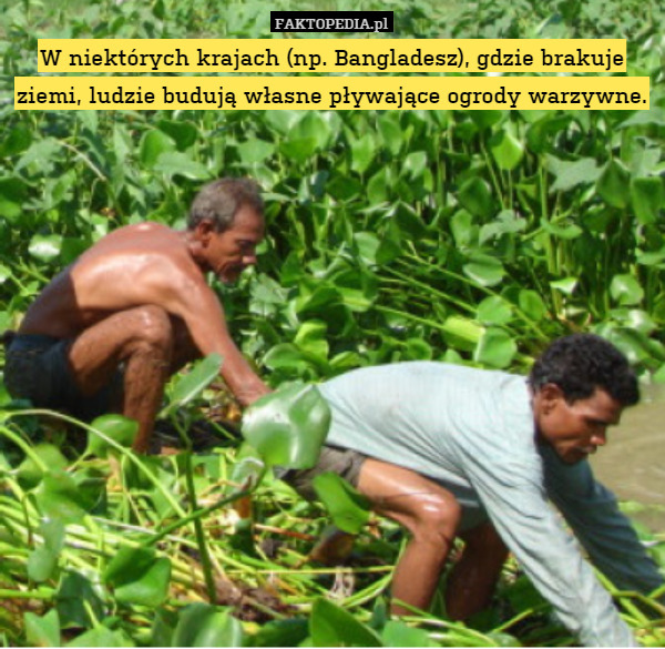 W niektórych krajach (np. Bangladesz), gdzie brakuje ziemi, ludzie budują własne pływające ogrody warzywne. 