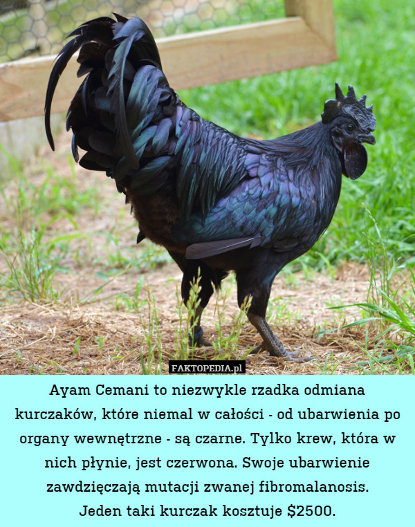 Ayam Cemani to niezwykle rzadka odmiana kurczaków, które niemal w całości - od ubarwienia po organy wewnętrzne - są czarne. Tylko krew, która w nich płynie, jest czerwona. Swoje ubarwienie zawdzięczają mutacji zwanej fibromalanosis.
Jeden taki kurczak kosztuje $2500. 