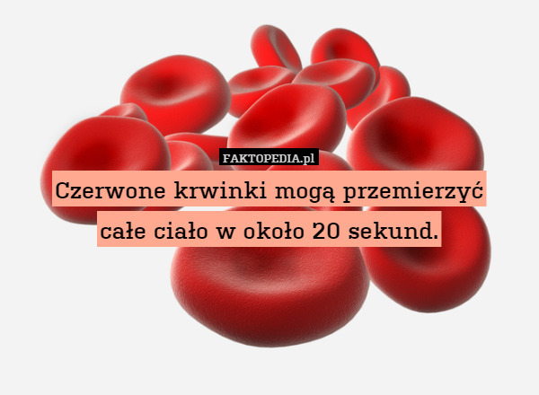 Czerwone krwinki mogą przemierzyć
całe ciało w około 20 sekund. 