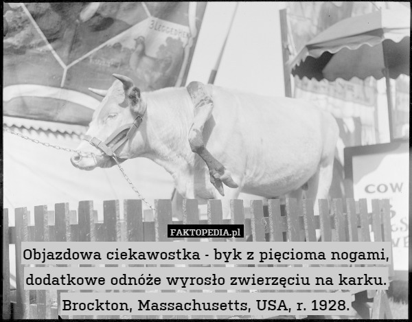 Objazdowa ciekawostka - byk z pięcioma nogami, dodatkowe odnóże wyrosło zwierzęciu na karku.
Brockton, Massachusetts, USA, r. 1928. 