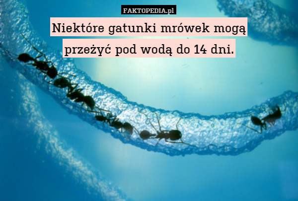 Niektóre gatunki mrówek mogą
przeżyć pod wodą do 14 dni. 