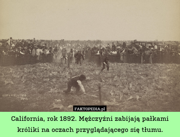 California, rok 1892. Mężczyźni zabijają pałkami króliki na oczach przyglądającego się tłumu. 