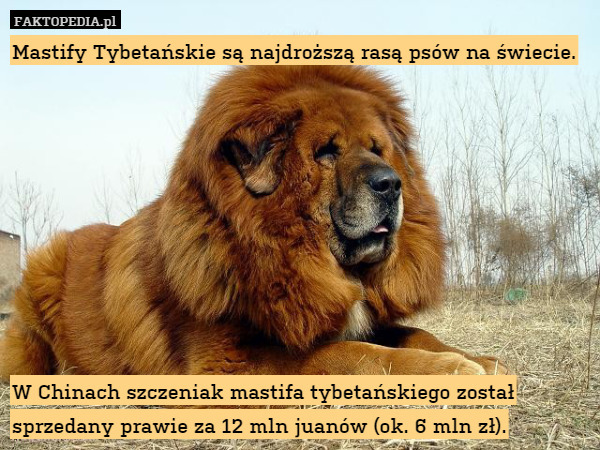 Mastify Tybetańskie są najdroższą rasą psów na świecie.









W Chinach szczeniak mastifa tybetańskiego został sprzedany prawie za 12 mln juanów (ok. 6 mln zł). 