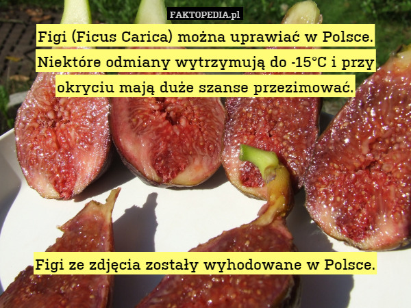 Figi (Ficus Carica) można uprawiać w Polsce. Niektóre odmiany wytrzymują do -15°C i przy okryciu mają duże szanse przezimować.






Figi ze zdjęcia zostały wyhodowane w Polsce. 