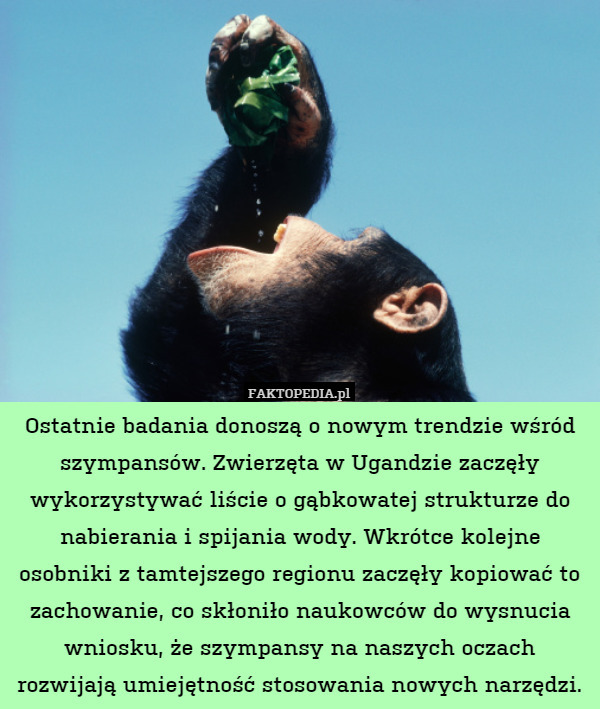 Ostatnie badania donoszą o nowym trendzie wśród szympansów. Zwierzęta w Ugandzie zaczęły wykorzystywać liście o gąbkowatej strukturze do nabierania i spijania wody. Wkrótce kolejne osobniki z tamtejszego regionu zaczęły kopiować to zachowanie, co skłoniło naukowców do wysnucia wniosku, że szympansy na naszych oczach rozwijają umiejętność stosowania nowych narzędzi. 