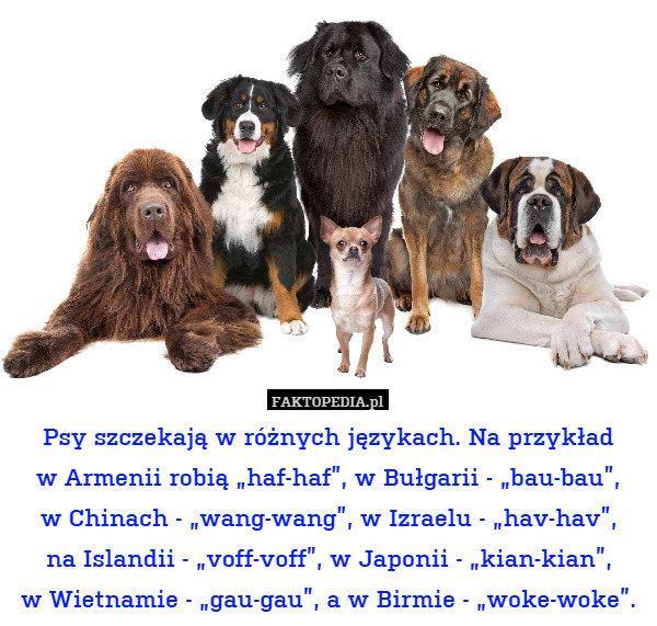 Psy szczekają w różnych językach. Na przykład
w Armenii robią „haf-haf”, w Bułgarii - „bau-bau”,
w Chinach - „wang-wang”, w Izraelu - „hav-hav”,
na Islandii - „voff-voff”, w Japonii - „kian-kian”,
w Wietnamie - „gau-gau”, a w Birmie - „woke-woke”. 