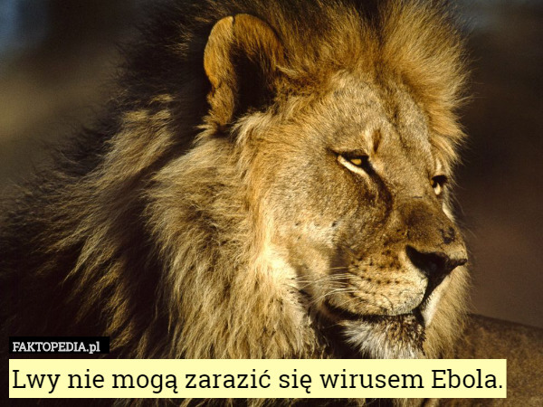 Lwy nie mogą zarazić się wirusem Ebola. 