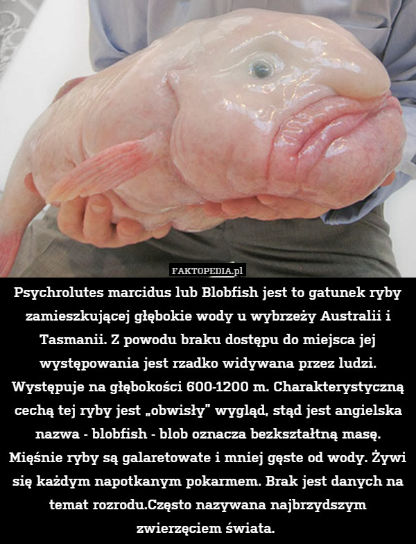 Psychrolutes marcidus lub Blobfish jest to gatunek ryby zamieszkującej głębokie wody u wybrzeży Australii i Tasmanii. Z powodu braku dostępu do miejsca jej występowania jest rzadko widywana przez ludzi. Występuje na głębokości 600-1200 m. Charakterystyczną cechą tej ryby jest „obwisły” wygląd, stąd jest angielska nazwa - blobfish - blob oznacza bezkształtną masę. Mięśnie ryby są galaretowate i mniej gęste od wody. Żywi się każdym napotkanym pokarmem. Brak jest danych na temat rozrodu.Często nazywana najbrzydszym zwierzęciem świata. 