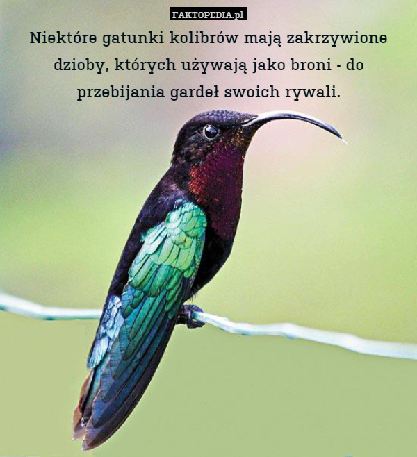 Niektóre gatunki kolibrów mają zakrzywione dzioby, których używają jako broni - do przebijania gardeł swoich rywali. 