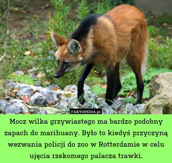 Mocz wilka grzywiastego ma bardzo podobny zapach do marihuany. Było to kiedyś przyczyną wezwania policji do zoo w Rotterdamie w celu ujęcia rzekomego palacza trawki. 