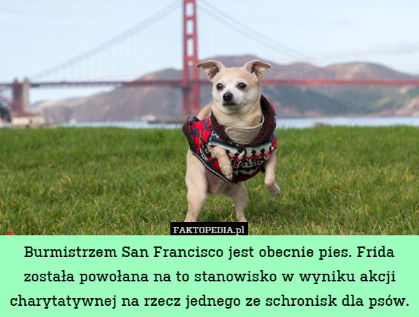 Burmistrzem San Francisco jest obecnie pies. Frida została powołana na to stanowisko w wyniku akcji charytatywnej na rzecz jednego ze schronisk dla psów. 
