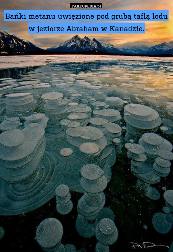 Bańki metanu uwięzione pod grubą taflą lodu w jeziorze Abraham w Kanadzie. 