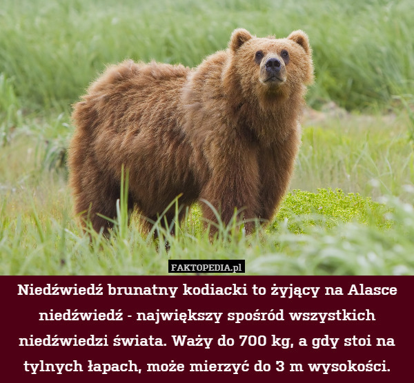 Niedźwiedź brunatny kodiacki to żyjący na Alasce niedźwiedź - największy spośród wszystkich niedźwiedzi świata. Waży do 700 kg, a gdy stoi na tylnych łapach, może mierzyć do 3 m wysokości. 