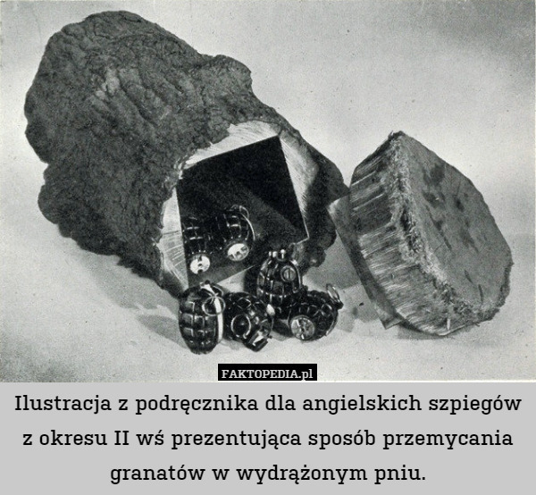 Ilustracja z podręcznika dla angielskich szpiegów z okresu II wś prezentująca sposób przemycania granatów w wydrążonym pniu. 