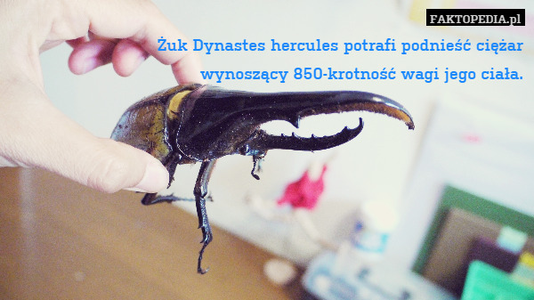 Żuk Dynastes hercules potrafi podnieść ciężar
wynoszący 850-krotność wagi jego ciała. 
