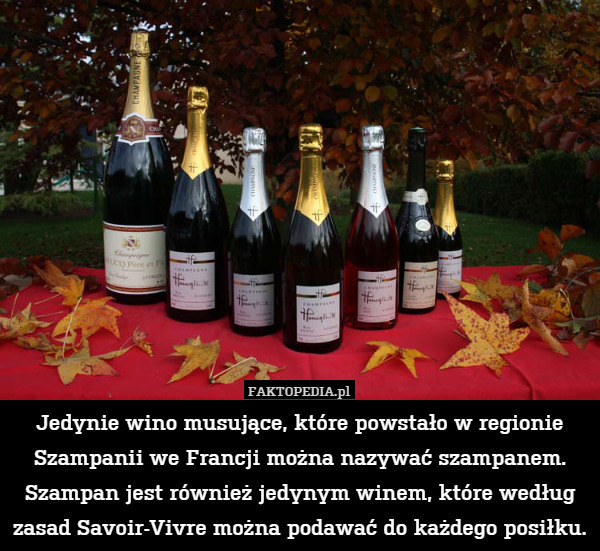 Jedynie wino musujące, które powstało w regionie Szampanii we Francji można nazywać szampanem.
Szampan jest również jedynym winem, które według zasad Savoir-Vivre można podawać do każdego posiłku. 