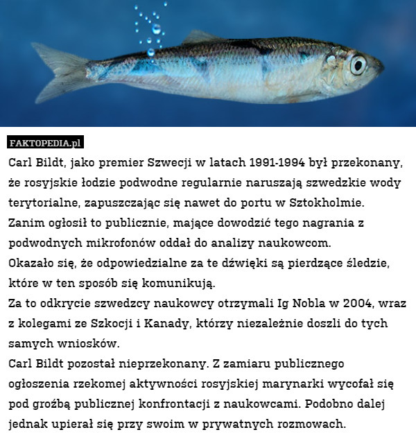 Carl Bildt, jako premier Szwecji w latach 1991-1994 był przekonany, że rosyjskie łodzie podwodne regularnie naruszają szwedzkie wody terytorialne, zapuszczając się nawet do portu w Sztokholmie. 
Zanim ogłosił to publicznie, mające dowodzić tego nagrania z podwodnych mikrofonów oddał do analizy naukowcom. 
Okazało się, że odpowiedzialne za te dźwięki są pierdzące śledzie, które w ten sposób się komunikują.
Za to odkrycie szwedzcy naukowcy otrzymali Ig Nobla w 2004, wraz z kolegami ze Szkocji i Kanady, którzy niezależnie doszli do tych samych wniosków.
Carl Bildt pozostał nieprzekonany. Z zamiaru publicznego ogłoszenia rzekomej aktywności rosyjskiej marynarki wycofał się pod groźbą publicznej konfrontacji z naukowcami. Podobno dalej jednak upierał się przy swoim w prywatnych rozmowach. 