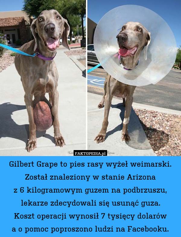 Gilbert Grape to pies rasy wyżeł weimarski.
Został znaleziony w stanie Arizona
z 6 kilogramowym guzem na podbrzuszu,
lekarze zdecydowali się usunąć guza.
Koszt operacji wynosił 7 tysięcy dolarów
a o pomoc poproszono ludzi na Facebooku. 