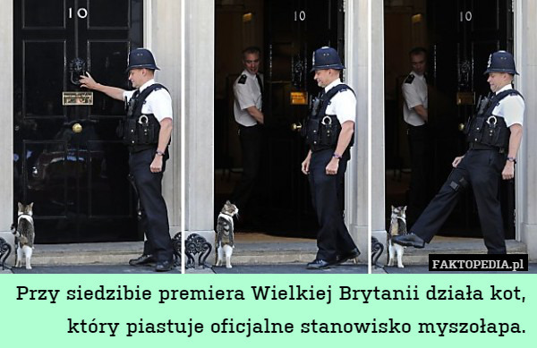 Przy siedzibie premiera Wielkiej Brytanii działa kot, który piastuje oficjalne stanowisko myszołapa. 