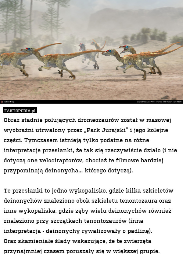 Obraz stadnie polujących dromeozaurów został w masowej wyobraźni utrwalony przez „Park Jurajski” i jego kolejne części. Tymczasem istnieją tylko podatne na różne interpretacje przesłanki, że tak się rzeczywiście działo (i nie dotyczą one velociraptorów, chociaż te filmowe bardziej przypominają deinonycha... którego dotyczą). 

Te przesłanki to jedno wykopalisko, gdzie kilka szkieletów deinonychów znaleziono obok szkieletu tenontozaura oraz inne wykopaliska, gdzie zęby wielu deinonychów również znaleziono przy szczątkach tenontozaurów (inna interpretacja - deinonychy rywalizowały o padlinę). 
Oraz skamieniałe ślady wskazujące, że te zwierzęta przynajmniej czasem poruszały się w większej grupie. 