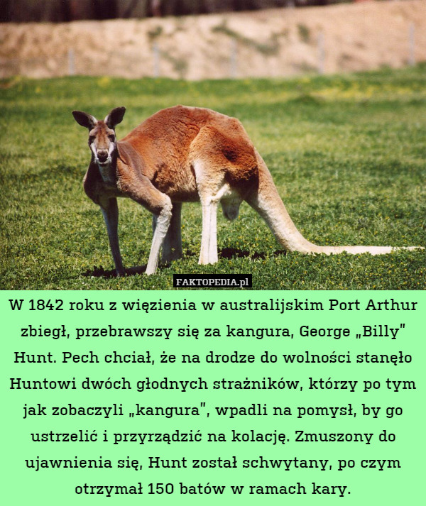 W 1842 roku z więzienia w australijskim Port Arthur zbiegł, przebrawszy się za kangura, George „Billy” Hunt. Pech chciał, że na drodze do wolności stanęło Huntowi dwóch głodnych strażników, którzy po tym jak zobaczyli „kangura”, wpadli na pomysł, by go ustrzelić i przyrządzić na kolację. Zmuszony do ujawnienia się, Hunt został schwytany, po czym otrzymał 150 batów w ramach kary. 