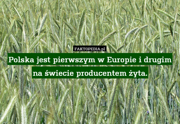 Polska jest pierwszym w Europie i drugim na świecie producentem żyta. 