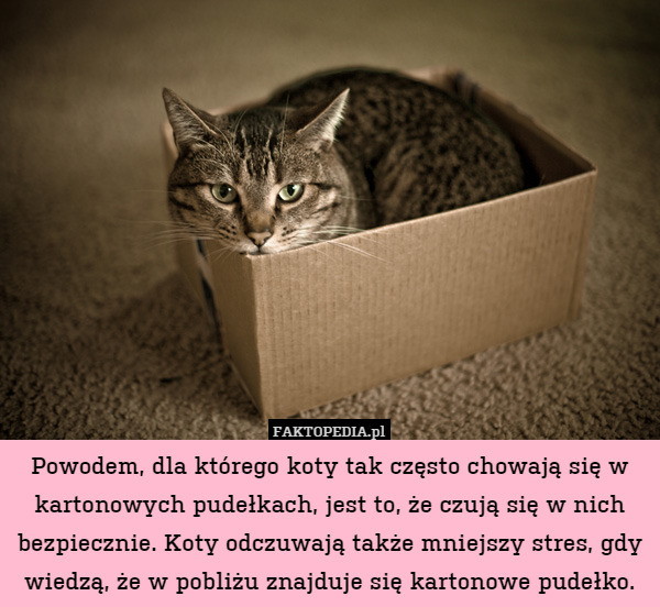 Powodem, dla którego koty tak często chowają się w kartonowych pudełkach, jest to, że czują się w nich bezpiecznie. Koty odczuwają także mniejszy stres, gdy wiedzą, że w pobliżu znajduje się kartonowe pudełko. 