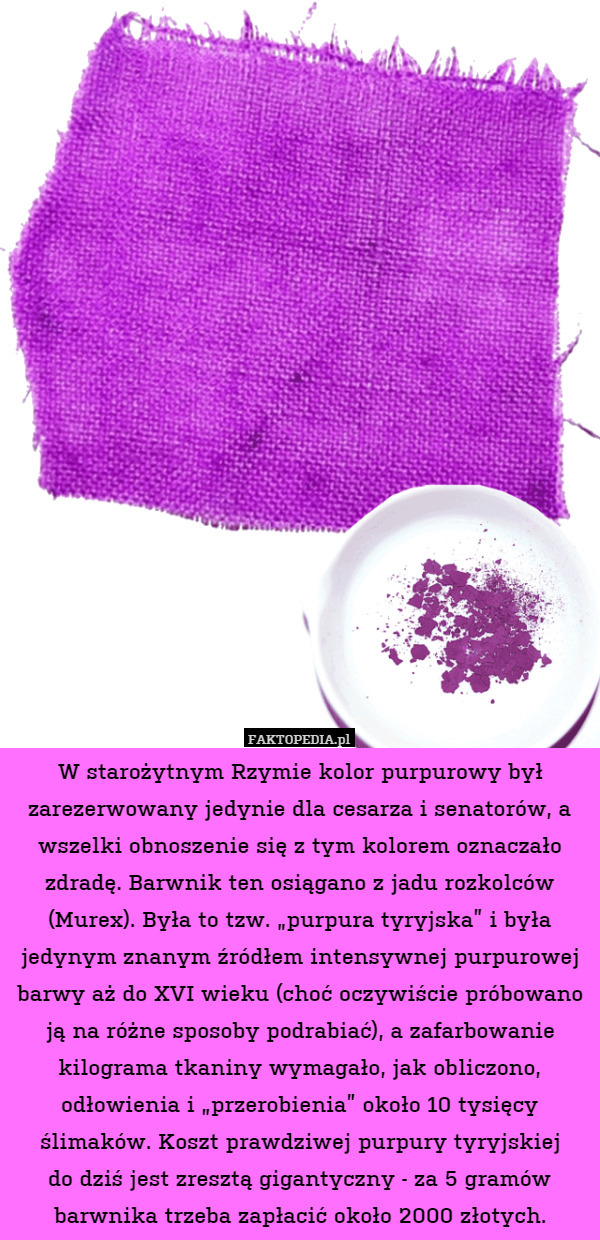 W starożytnym Rzymie kolor purpurowy był zarezerwowany jedynie dla cesarza i senatorów, a wszelki obnoszenie się z tym kolorem oznaczało zdradę. Barwnik ten osiągano z jadu rozkolców (Murex). Była to tzw. „purpura tyryjska” i była jedynym znanym źródłem intensywnej purpurowej barwy aż do XVI wieku (choć oczywiście próbowano ją na różne sposoby podrabiać), a zafarbowanie kilograma tkaniny wymagało, jak obliczono, odłowienia i „przerobienia” około 10 tysięcy ślimaków. Koszt prawdziwej purpury tyryjskiej
do dziś jest zresztą gigantyczny - za 5 gramów barwnika trzeba zapłacić około 2000 złotych. 
