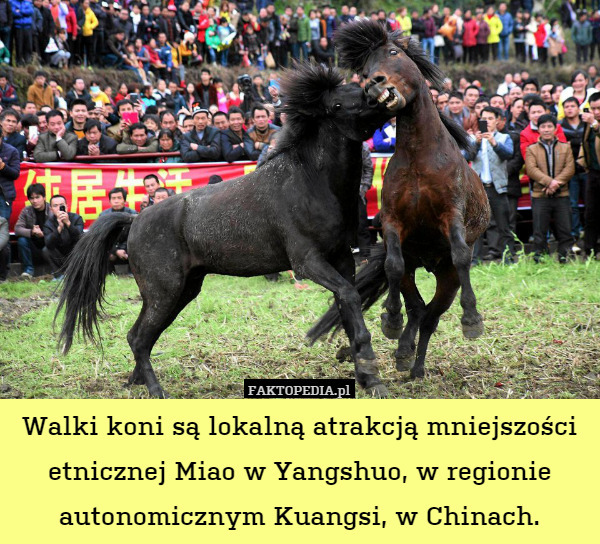 Walki koni są lokalną atrakcją mniejszości etnicznej Miao w Yangshuo, w regionie autonomicznym Kuangsi, w Chinach. 