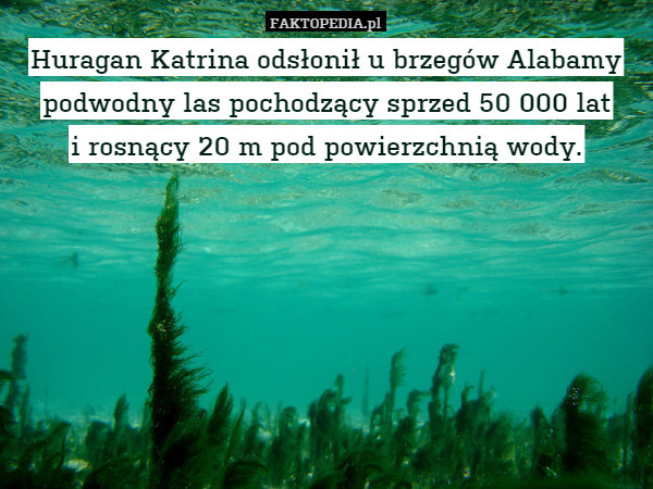 Huragan Katrina odsłonił u brzegów Alabamy podwodny las pochodzący sprzed 50 000 lat
i rosnący 20 m pod powierzchnią wody. 