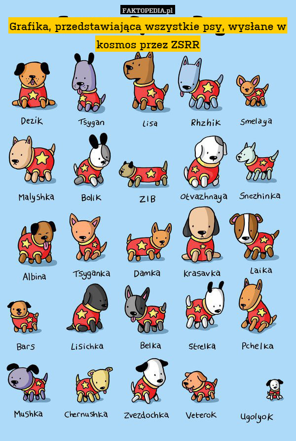 Grafika, przedstawiająca wszystkie psy, wysłane w kosmos przez ZSRR 