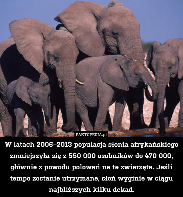 W latach 2006–2013 populacja słonia afrykańskiego zmniejszyła się z 550 000 osobników do 470 000, głównie z powodu polowań na te zwierzęta. Jeśli tempo zostanie utrzymane, słoń wyginie w ciągu najbliższych kilku dekad. 