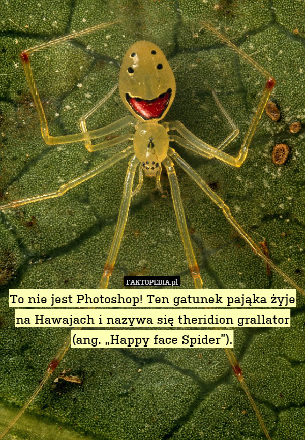 To nie jest Photoshop! Ten gatunek pająka żyje na Hawajach i nazywa się theridion grallator (ang. „Happy face Spider”). 