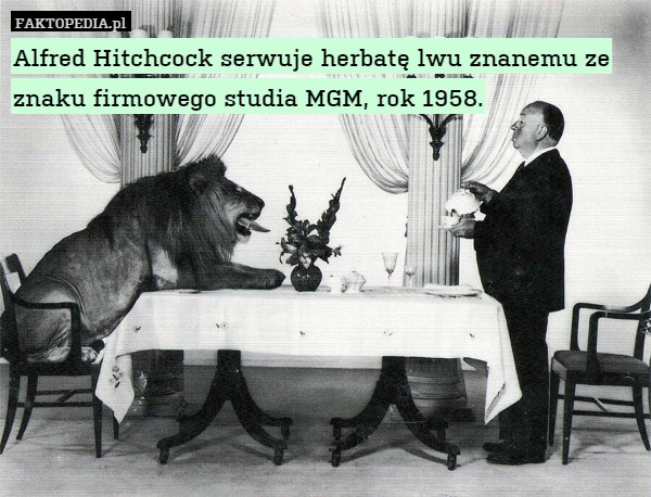 Alfred Hitchcock serwuje herbatę lwu znanemu ze znaku firmowego studia MGM, rok 1958. 