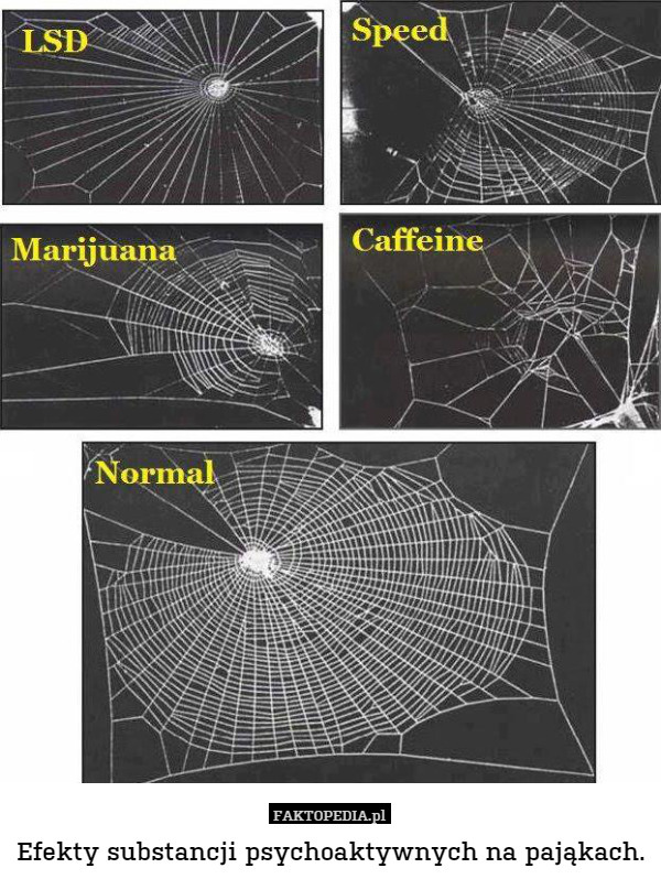 Efekty substancji psychoaktywnych na pająkach. 