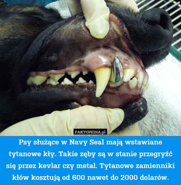 Psy służące w Navy Seal mają wstawiane tytanowe kły. Takie zęby są w stanie przegryźć się przez kevlar czy metal. Tytanowe zamienniki kłów kosztują od 600 nawet do 2000 dolarów. 
