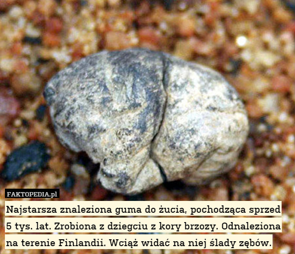 Najstarsza znaleziona guma do żucia, pochodząca sprzed 5 tys. lat. Zrobiona z dziegciu z kory brzozy. Odnaleziona na terenie Finlandii. Wciąż widać na niej ślady zębów. 